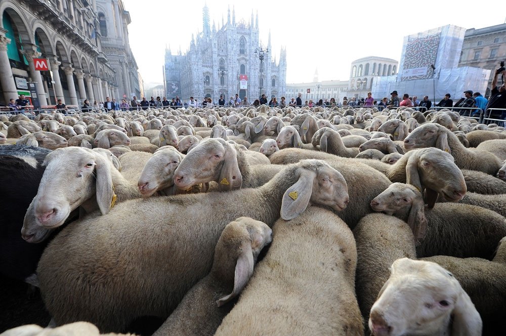 Pecore a Milano