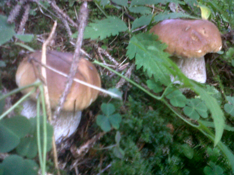 Funghi porcini della Valle dei Mocheni