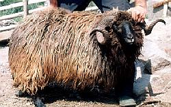 la pecora Karakachan