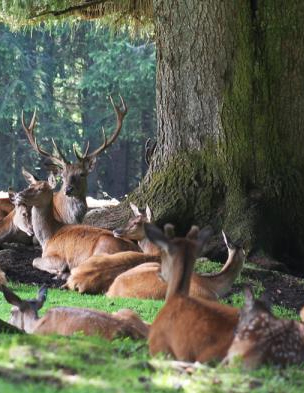 Cervi nel Lagorai