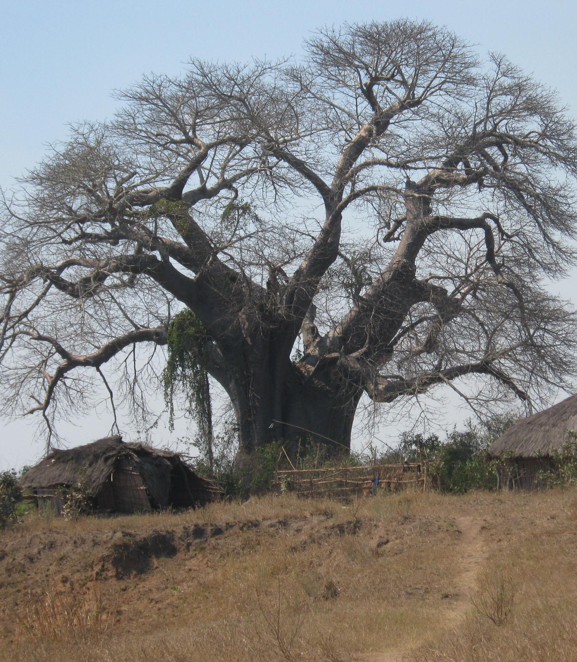 Mozambico