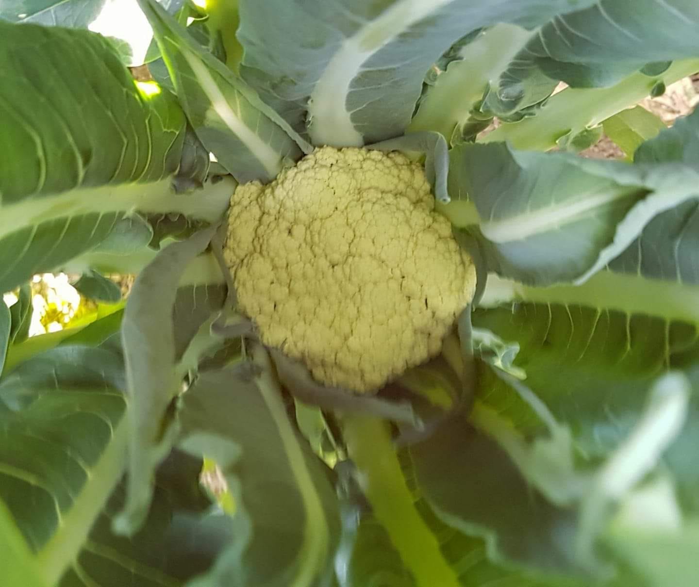 Il broccolo di Torbole