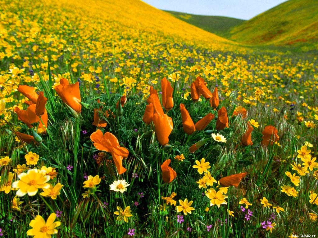 Campo in fiore