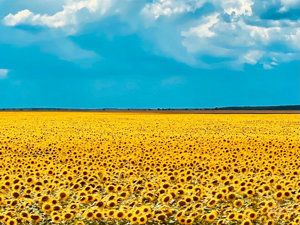 Girasoli