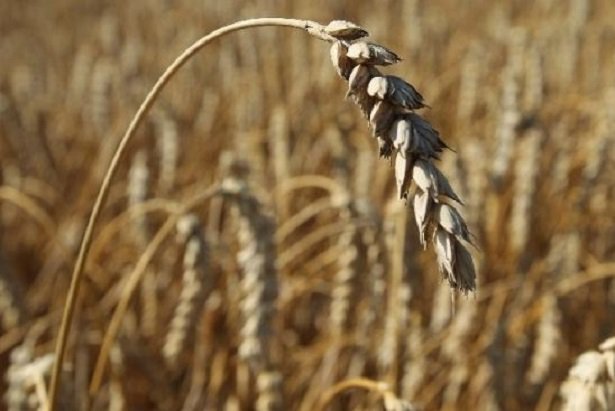 Grano saraceno