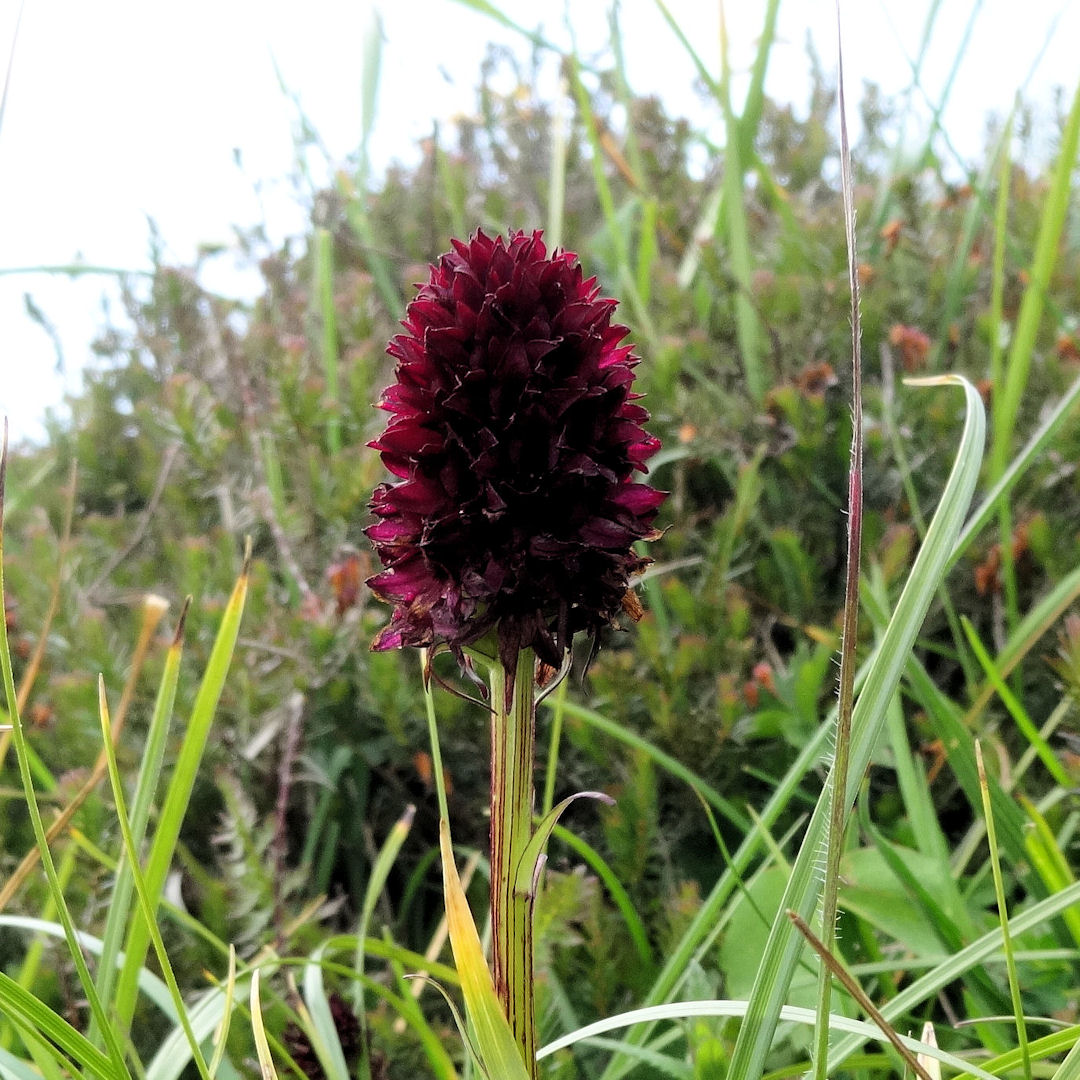 Negritella nigra, Monte Bondone