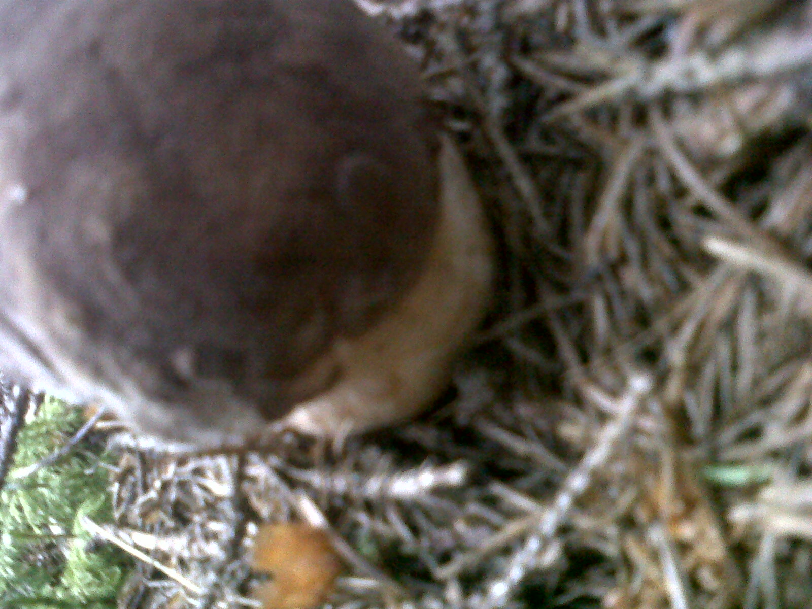 Boletus pinicola