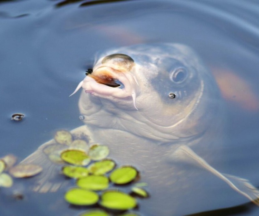 Pesce d'acqua dolce