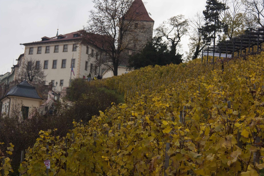 Il vigneto di San Venceslao. Foto © Imperial Wines